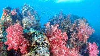 (Open Water) เรียนดำน้ำที่กรุงเทพ ออกทะเลที่สิมิลัน